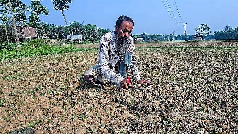 ফরিদপুর সদর উপজেলায় পানির অভাবে শুকিয়ে যাওয়া পাট ক্ষেতে আগাছা পরিষ্কার করছেন এক কৃষক