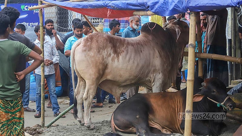 কোরবানির বাজার দেখতে এসে গরু পছন্দ হলে অনেকে কেনার কাজটিও সেরে ফেলছেন। শনিবার রাজধানীর তেজগাঁও অস্থায়ী পশুর হাট থেকে তোলা