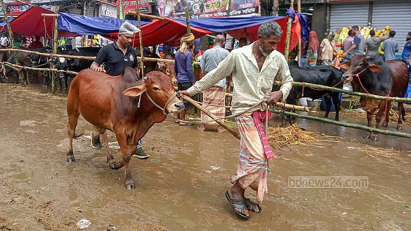 ধোলাইখাল হাট থেকে কোরবানির গরু কিনে ফিরছেন বাসার পথে। ঈদের দুদিন আগে ঢাকার হাটগুলোতে জমেছে বেচাকেনা