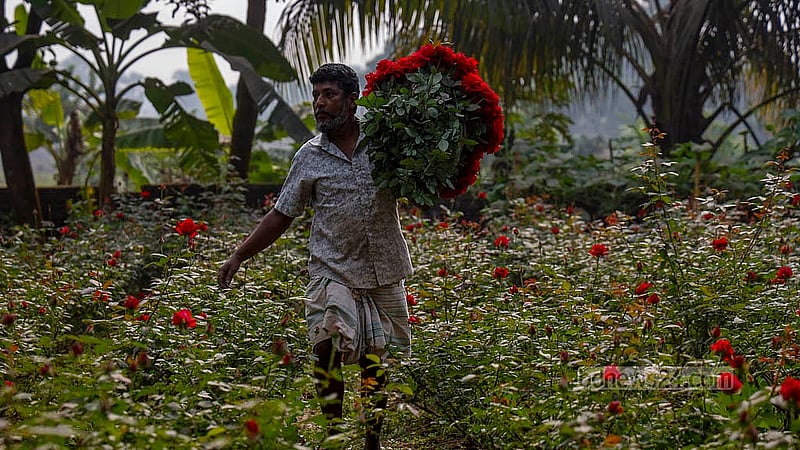 বাগান থেকে ফুল তোলা শেষ, এবার বাজারে নিয়ে বিক্রির পালা। গোলাপ গ্রামের চাষি আক্কাস আলী তার বাগান থেকে প্রায় ১৫০০ ফুল তুলেছেন বিক্রির জন্য