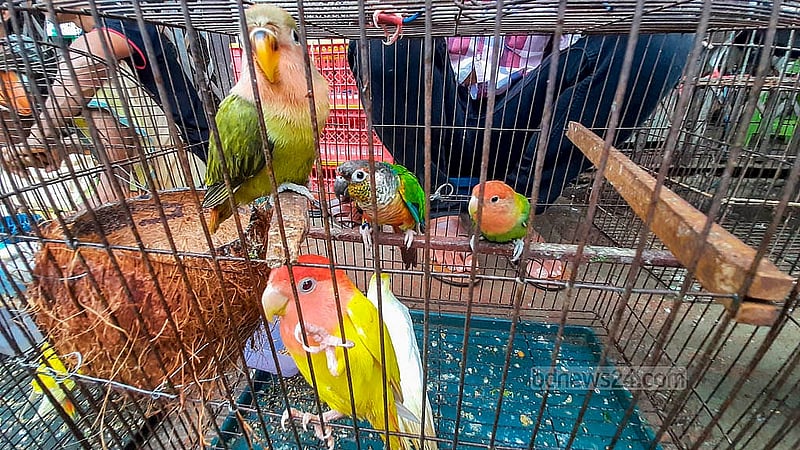 রাজধানীর কাপ্তানবাজারের হাটে কবুতরের পাশাপাশি দেশি-বিদেশি বিভিন্ন জাতের পাখিও বিক্রি হয়