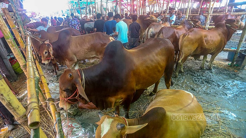 রাজধানীর অস্থায়ী হাটগুলোতে মঙ্গলবার থেকে আনুষ্ঠানিকভাবে শুরু হয়েছে কোরবানির পশু বেচাকেনা। যাত্রাবাড়ীর শনিরআখড়া থেকে তোলা