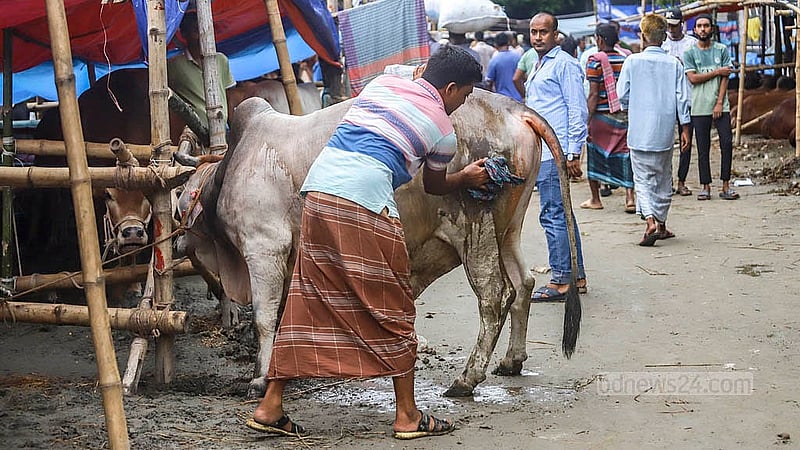 রাজধানীর তেজগাঁও কোরবানির পশুর হাটে বিভিন্ন জেলা থেকে কোরবানির পশু নিয়ে এসেছেন ব্যাপারীরা
