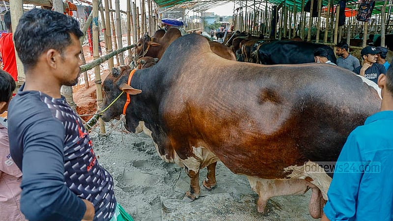 ঢাকার গাবতলীর হাটে পাকিস্তানি জাতের বিশাল এক গরু এসেছে ঢাকার বাইরের একটি খামার থেকে। ১২০০ কেজির বেশি ওজন হবে বলছেন গরুর মালিক। ৩০ লাখ টাকা দাম হাঁকা হচ্ছে এই গরুর