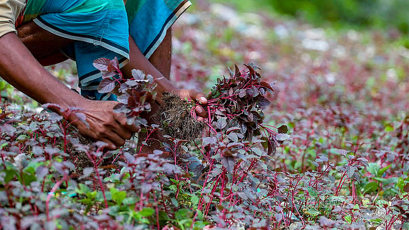মাতুয়াইলের ময়লার ভাগাড়ে চাষ করা লালশাক তুলেছে একজন; এগুলোই বাজারে প্রতি আঁটি ৮-১০ টাকায় বিক্রি হয়