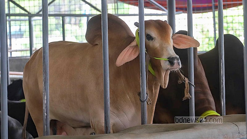 কোরবানির ঈদের আগে ঝামেলা এড়াতে অনেকেই খামারে গরু কিনে রাখেন আগেই