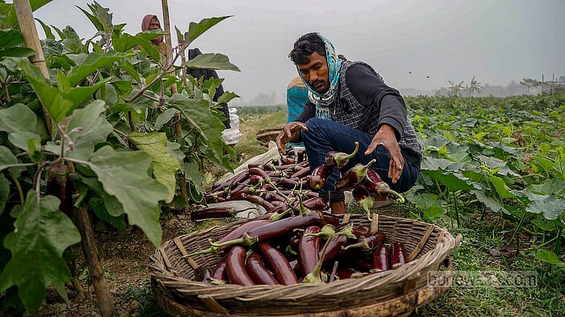 মানিকগঞ্জের ধল্লা ইউনিয়নের খাসেরচর এলাকায় এক বিঘা জমিতে বেগুন চাষ করেছিলেন এ কৃষক। বাজারে সরবরাহ বেড়ে যাওয়ায় এখন ঠিকঠাক দাম পাচ্ছেন না