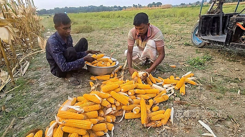 ফরিদপুরে পদ্মার চরে এবার ভুট্টার ফলন ভালো হয়েছে। বাজারে প্রতি মণ ভুট্টা বিক্রি হচ্ছে এক হাজার থেকে বারোশ টাকায়