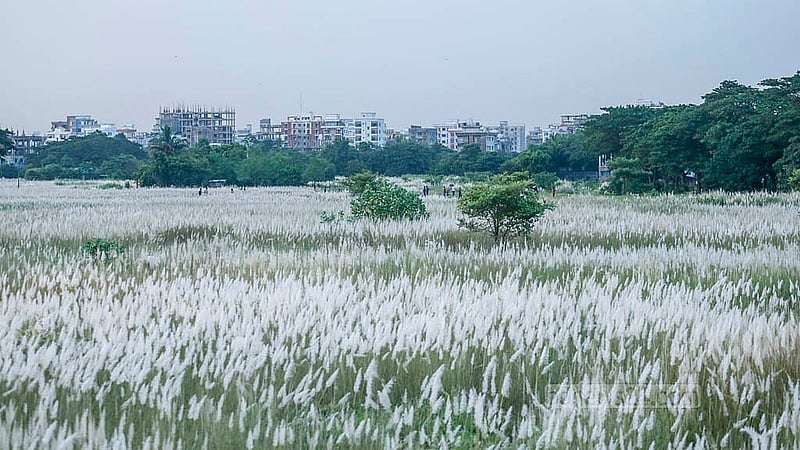 ঢাকার দক্ষিণ কেরাণীগঞ্জের সারিঘাট এলাকায় কাশফুলের মোহনীয় রূপ