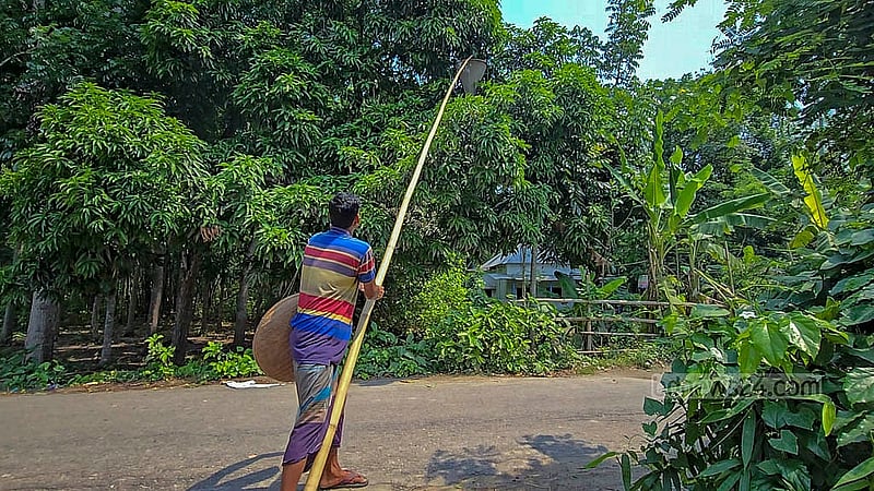 লম্ব একটি বাঁশের মাথায় একটি নেটের ঝুড়ি লাগিয়ে গাছ থেকে লাল পিঁপড়ার ডিম সংগ্রহ করেন বলরম পোদ্দার