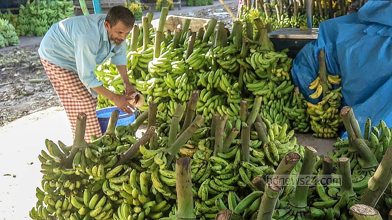 ঢাকার যাত্রাবাড়ী আড়তে কলায় পাকা রং আনতে কার্বাইড জাতীয় রাসায়নিক পদার্থ মিশ্রিত পানি দিচ্ছে একজন