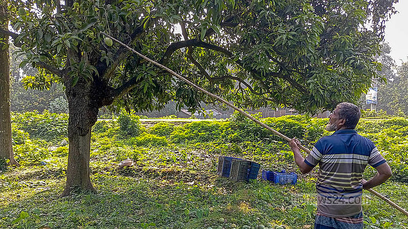 চাঁপাইনবাবগঞ্জের শিবগঞ্জে গাছ থেকে খিরসাপাত নামাচ্ছেন চাষীরা। তবে এবার প্রত্যাশিত দাম পাচ্ছেন না তারা