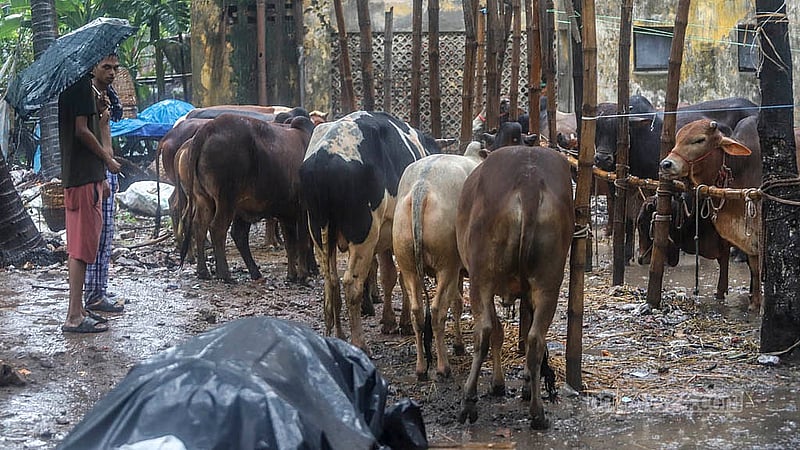 বৃষ্টির মধ্যে দেশের বিভিন্ন প্রান্ত থেকে রাজধানীতে কোরবানির পশু এনে বিপাকে পড়েন বেপারীরা। শাহজাহানপুর হাট থেকে তোলা