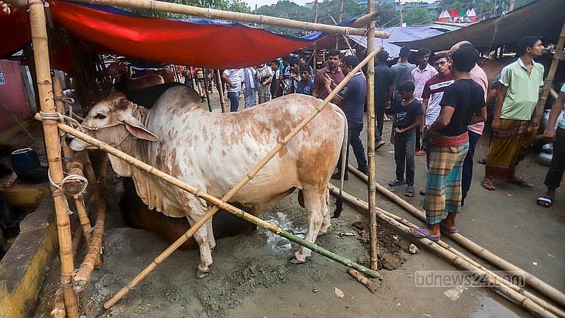 কোরবানির বাজার দেখতে এসে গরু পছন্দ হলে অনেকে কেনার কাজটিও সেরে ফেলছেন। শনিবার রাজধানীর তেজগাঁও অস্থায়ী পশুর হাট থেকে তোলা