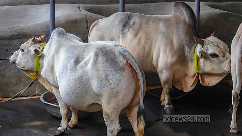 রাজধানীর রামপুরায় সামারাই ক্যাটেল ফার্মে রয়েছে কয়েকটি ‘ভুট্টি’ গরু। কোরবানির ঈদে বিক্রি করা হবে এই গরু