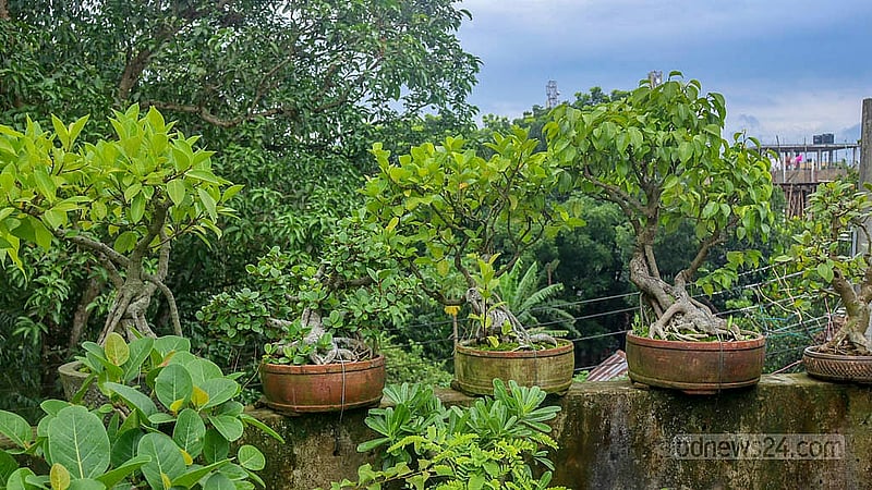 কুমিল্লার শুভপুরের হাসান ফিরোজের বাড়ির ছাদে এত চিলতে জায়গা খালি নেই; পুরো ছাদ ভরে গেছে তার যত্নের বনসাইয়ে