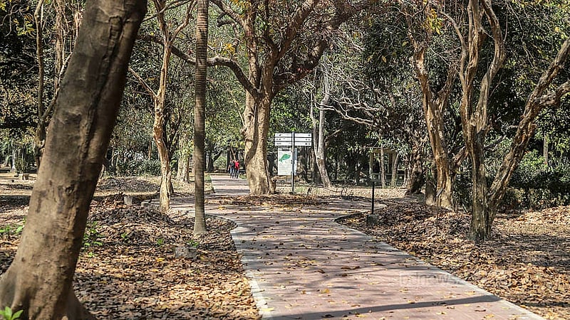 রমনা পার্কে হাঁটার পথ থেকে শুরু করে খোলা জায়গা- সবখানেই ছড়িয়ে আছে ঝরে পড়া হলুদ পাতা