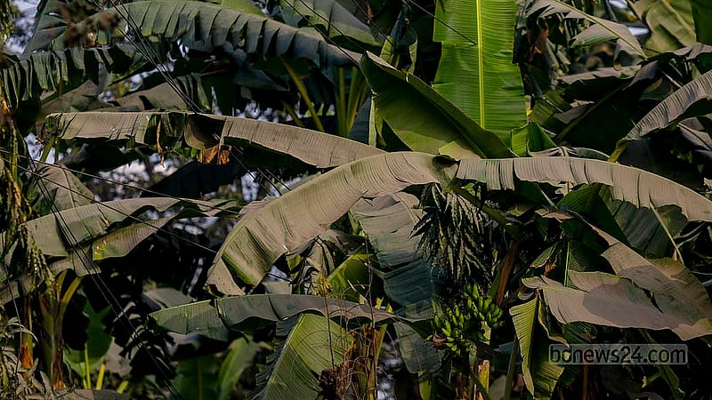 ঢাকার সড়কের পাশে এমন কোনো গাছ বাকি নেই যার পাতায় নেই ধুলার স্তর