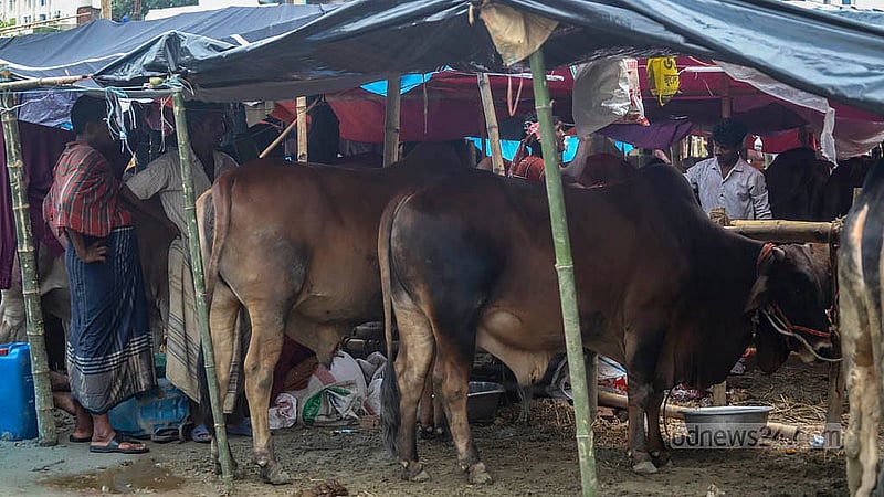 কয়েক দিন ধরে ঢাকাতেও বৃষ্টি হচ্ছে। বৃষ্টি থেকে গরুকে রক্ষায় অস্থায়ী ছাউনির ব্যবস্থা। শনিবার তেজগাঁও কোরবানির পশুর হাটে