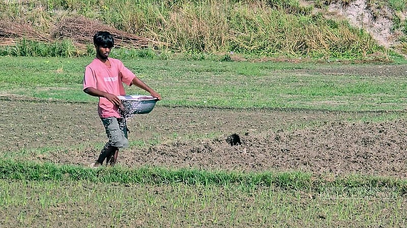 ফরিদপুরের চরমাধবদিয়া এলাকায় মুড়িকাটা পেঁয়াজ রোপণের পর দেওয়া হচ্ছে সার