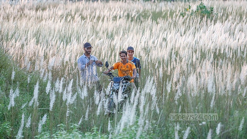 ঢাকার দক্ষিণ কেরাণীগঞ্জের সারিঘাটে কাশবনে প্রতিদিন বেড়াতে আসছেন আশেপাশের এলাকার মানুষেরা