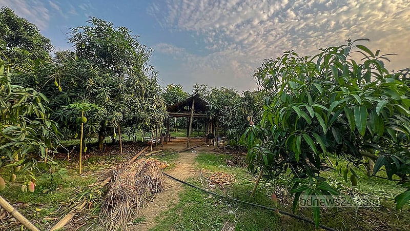 খাগড়াছড়ি জেলা সদরে কৃষক মংশিতু চৌধুরীর বিদেশি আমের বাগান