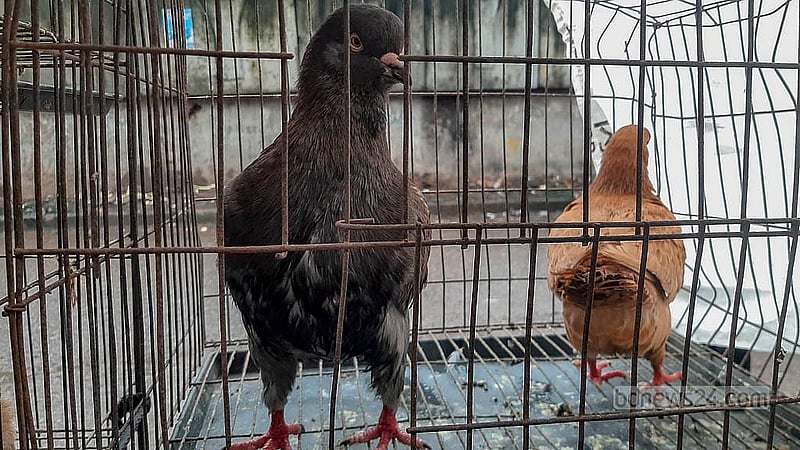 রাজধানীর কাপ্তানবাজারের হাটে আনা হয়েছে ‘ফেন্সি’ জাতের কবুতর, দাম চাওয়া হচ্ছে ২ থেকে ৫ হাজার টাকা পর্যন্ত