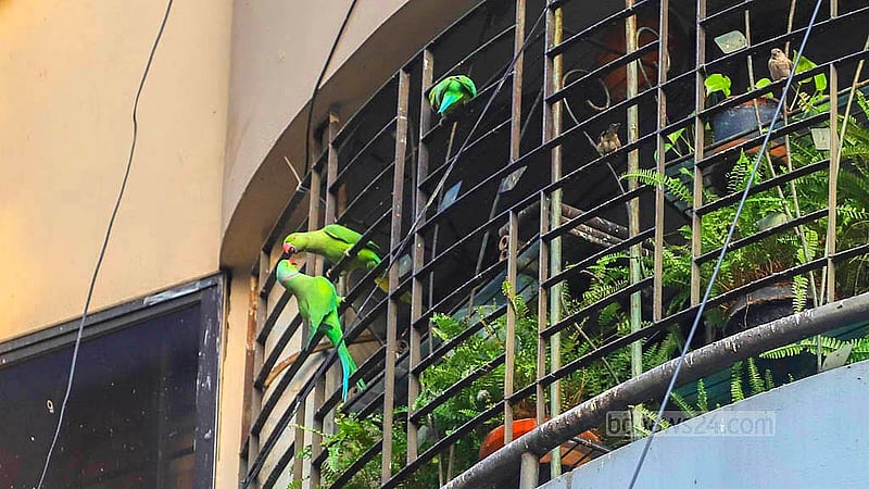 ঢাকার গুলশান-১ এর একটি বাসার বেলকনি ঘিরে টিয়াপাখিদের কোলাহল