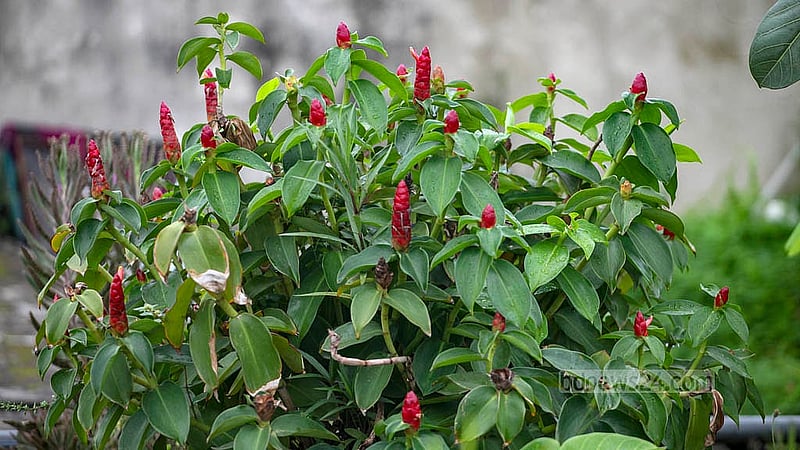 বাংলাদেশ মেডিকেল বিশ্ববিদ্যালয়ের (বিএমইউ) এক নম্বরের ভবনের ছাদ বাগানে রয়েছে ওষুধি গাছ