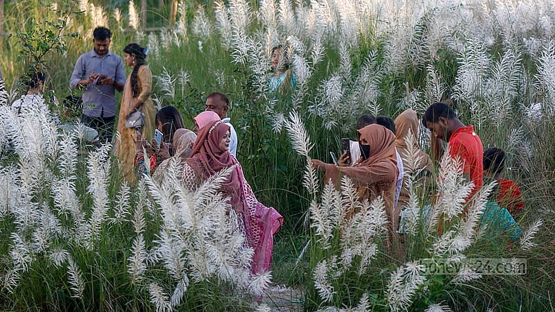 সাপ্তাহিক ছুটির দিন শুক্রবার ঢাকার দিয়াবাড়িতে কাশবনে গিয়ে ফুল ছিঁড়ে নিয়ে যান অনেকে