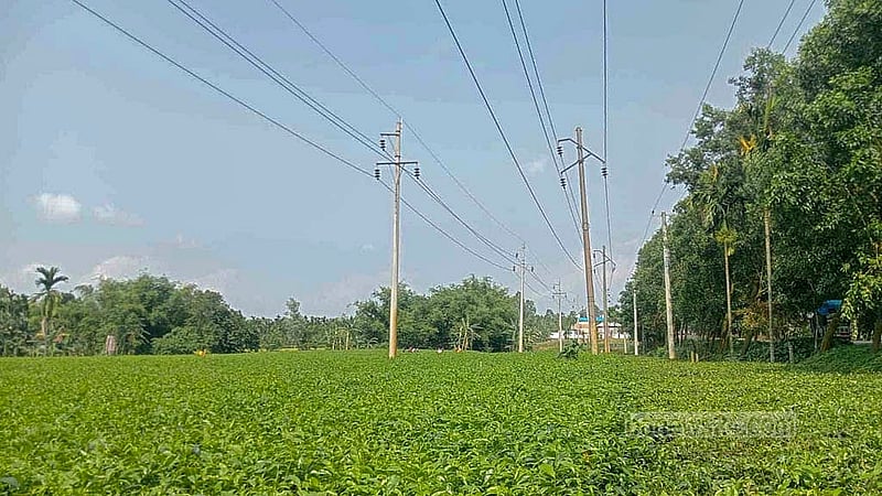দেশের মোট চা উৎপাদনের একটা বড় অংশের যোগান দিচ্ছে পঞ্চগড়ের চা বাগানগুলো