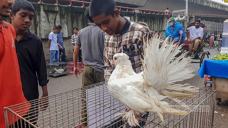 বিভিন্ন জাতের কবুতর বিক্রি হয় রাজধানীর কাপ্তানবাজারের হাটে। জাতভেদে ২০০ থেকে ৬ হাজার টাকাতেও বিক্রি হয় এ পাখি