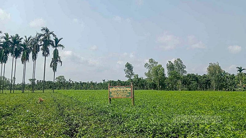 দেশের মোট চা উৎপাদনের একটা বড় অংশের যোগান দিচ্ছে পঞ্চগড়ের চা বাগানগুলো