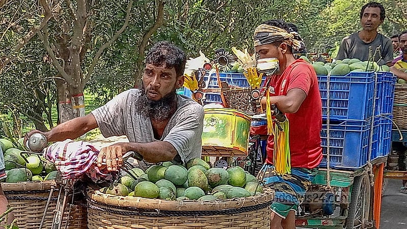 চাঁপাইনবাবগঞ্জ কানসাট আম বাজারে খিরসাপাত আম নিয়ে যাচ্ছেন চাষীরা