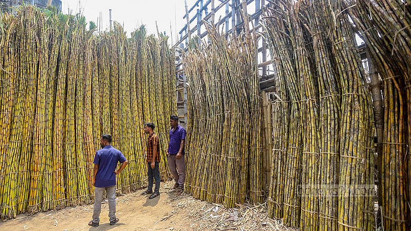 পুরান ঢাকার ফরাশগঞ্জে বুড়িগঙ্গা নদীর তীরে পাইকারি বাজারে রাখা হয়েছে আখ। জাত ভেদে একশ আখ বিক্রি হচ্ছে ৮০০ থেকে ৫ হাজার টাকা পর্যন্ত