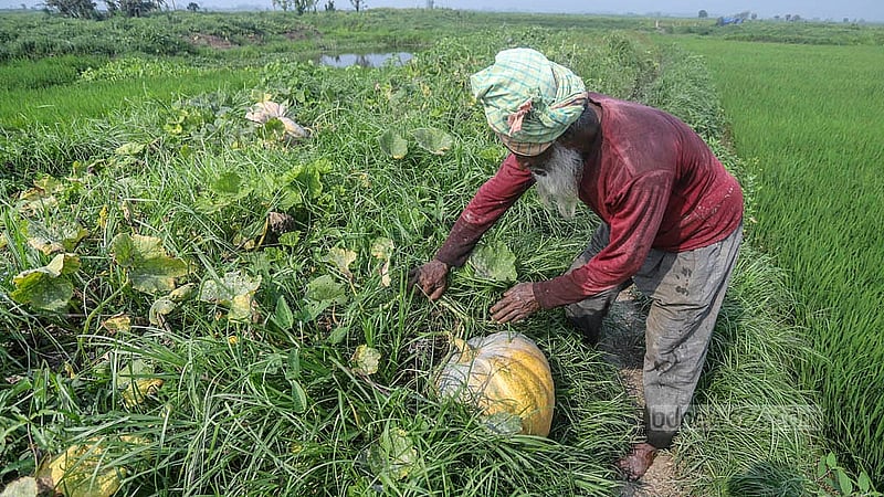 মুন্সীগঞ্জের শ্রীনগর উপজেলার আড়িয়াল বিলের নজরকাড়া মিষ্টি কুমড়া সংগ্রহে ব্যস্ত কৃষক।