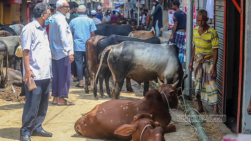 যাত্রাবাড়ীর শনিরআখড়ায় অস্থায়ী হাটে কোরবানির পশু দেখছেন ক্রেতারা। মঙ্গলবার থেকে আনুষ্ঠানিকভাবে বেচাকেনা শুরু হয়েছে