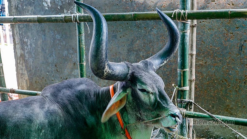 ঢাকার গাবতলীর হাটে বিশাল শিংয়ের গরু। দেশী জাতের না হলেও এর মালিকরা বলছেন, এসব গরু নিজেরাই লালন-পালন করে বড় করেছেন
