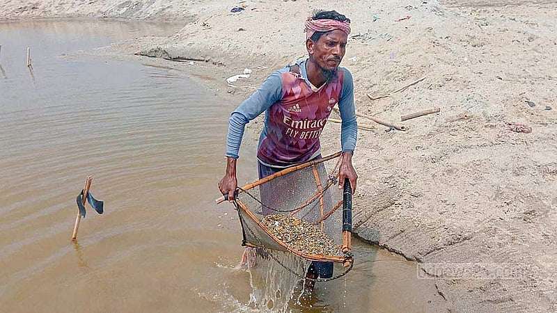 পঞ্চগড়ের তেঁতুলিয়া উপজেলার মহানন্দা নদী থেকে নুড়ি পাথর সংগ্রহ করে পাড়ে নিয়ে যাচ্ছেন এক শ্রমিক
