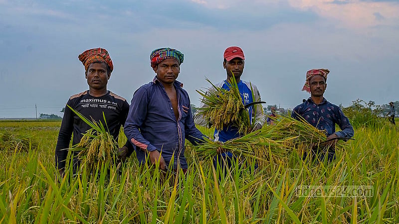 কিশোরগঞ্জের অষ্টগ্রামের হাওরে ধান কাটায় ব্যস্ত কৃষকরা
