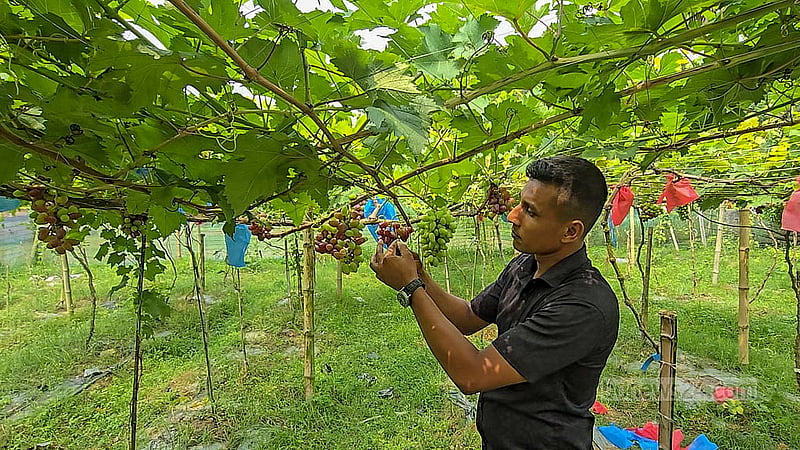 কৃষক আহম্মেদ ফজলে রাব্বি প্রথমে আঙ্গুর চাষ করতেন ছাদ বাগানে। সেখান থেকে উদ্বুদ্ধ হয়ে ৭০ শতাংশ জমির ওপর মাচা বসিয়ে শুরু করেন এ ফল চাষ। প্রথম বছর থেকেই সফলতা দেখছেন তিনি