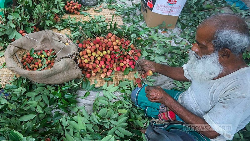 গাছ থেকে পাড়া লিচু বাছাই করা হচ্ছে বাজারে নেওয়ার জন্য। সোনারগাঁওয়ে প্রতি একশ লিচু বিক্রি হচ্ছে ৪০০-৫০০ টাকায়