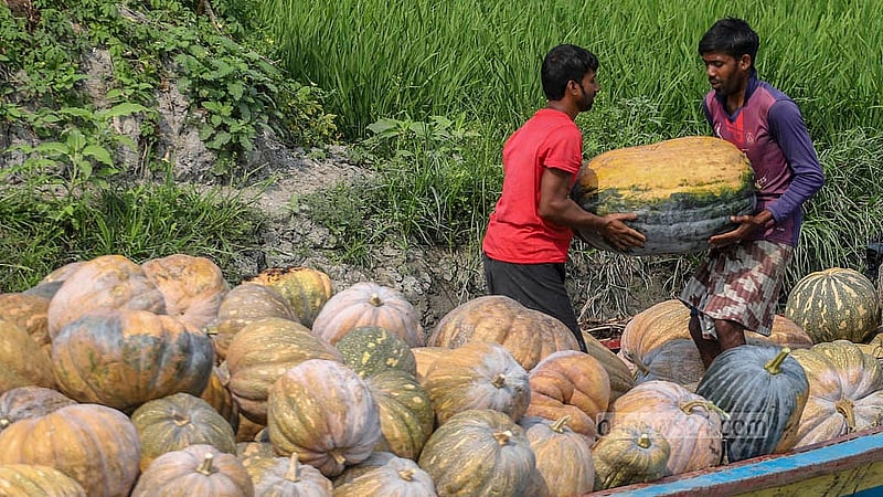 ক্ষেত থেকে নিয়ে আসা মিষ্টি কুমড়া নৌকায় গুছিয়ে রাখছেন একজন। এগুলো নিয়ে যাওয়া হবে বিলের আরেক অংশে বসা পাইকারি কেনাবেচার স্থান গাদিঘাট এলাকায়