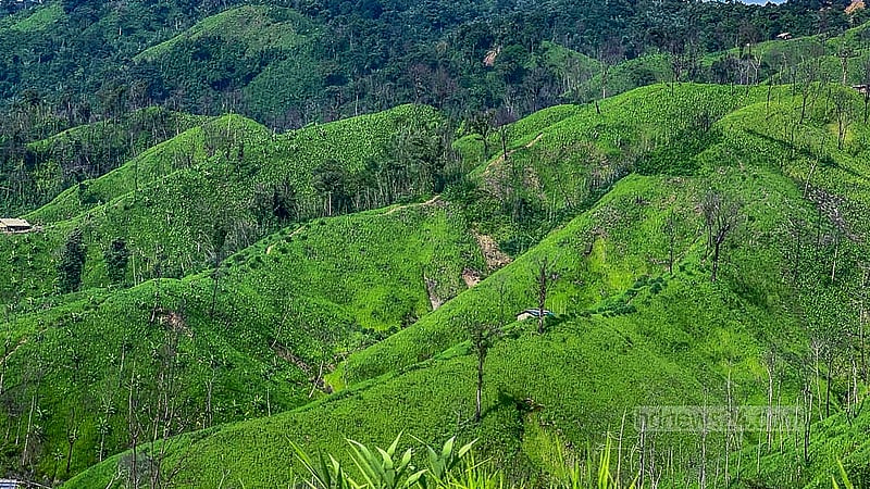 রাঙামাটির বরকল এলাকার বিস্তীর্ণ পাহাড়ি এলাকায় চলছে জুম চাষ