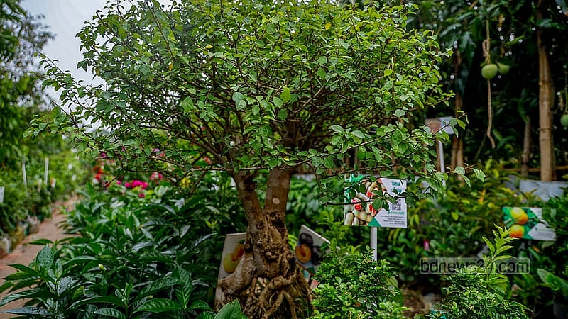 জাতীয় বৃক্ষ মেলায় কাণ্ড প্যাঁচানো আকারের ‘ফোকেনট্রি’ নামের এ বনসাই গাছের দাম উদ্যোক্তারা চাইছেন ৭০ হাজার টাকা