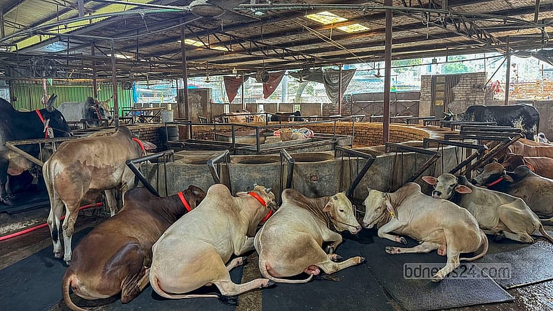 ঢাকার বছিলা এলাকার একটি খামারে বিক্রির জন্য রাখা বিভিন্ন জাতের গরু