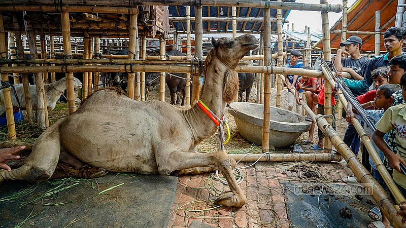 ঢাকার গাবতলী হাটে আনা হয়েছে একটি উট। বিশাল আকৃতির এই প্রাণীটি পাকিস্তান থেকে এনে দুই বছর দেশেই লালন-পালন করা হয়। পাঁচ বছর বয়সী উটটির দাম চাওয়া হচ্ছে ২৮ লাখ টাকা