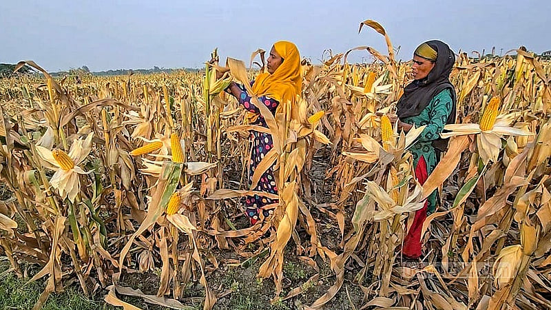 ফরিদপুরে পদ্মার চরে চাষ করা ভুট্টা পেকে গেছে। স্থানীয় নারীরা সেগুলো তুলছেন