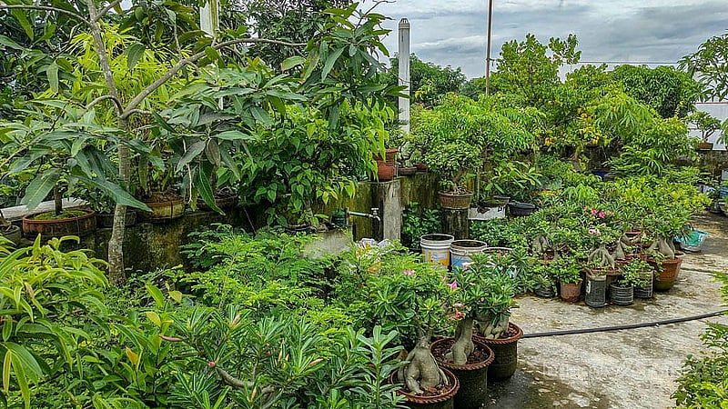 কুমিল্লার শুভপুরের হাসান ফিরোজের বাড়ির ছাদে এত চিলতে জায়গা খালি নেই; পুরো ছাদ ভরে গেছে তার যত্নের বনসাইয়ে