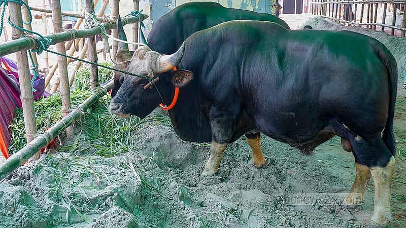 কোরবানির ঈদ উপলক্ষে ঢাকার গাবতলীর হাটে বিক্রির জন্য রাঙামাটি থেকে আনা হয়েছে দুটি গয়াল। দেখতে গরুর মত পেশীবহুল প্রাণী দুটির দাম চাওয়া হচ্ছে ১৫ লাখ টাকা